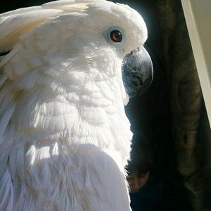 Meet your Posher, Valrey